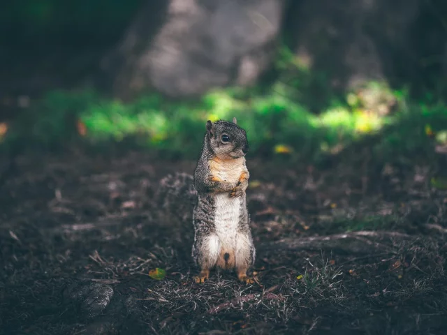 животное