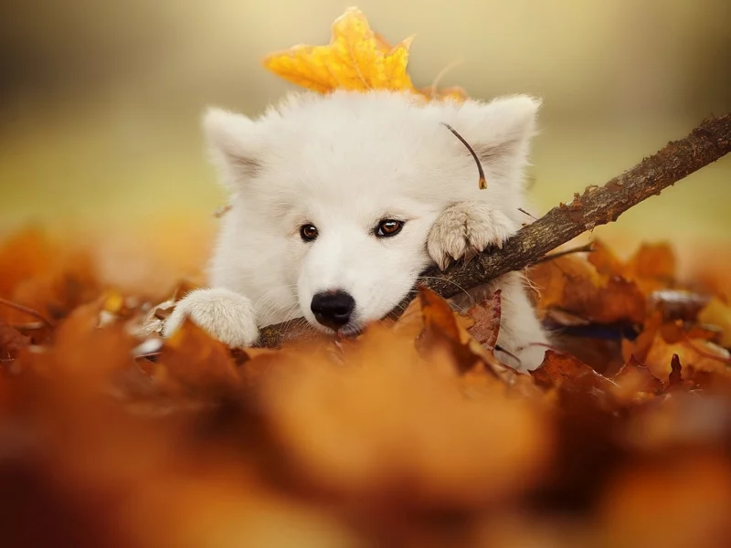 животное