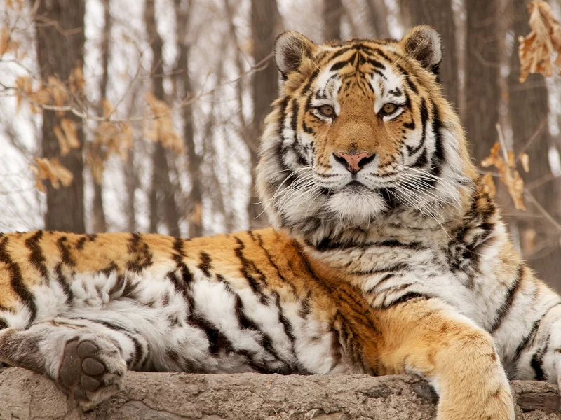 животное
