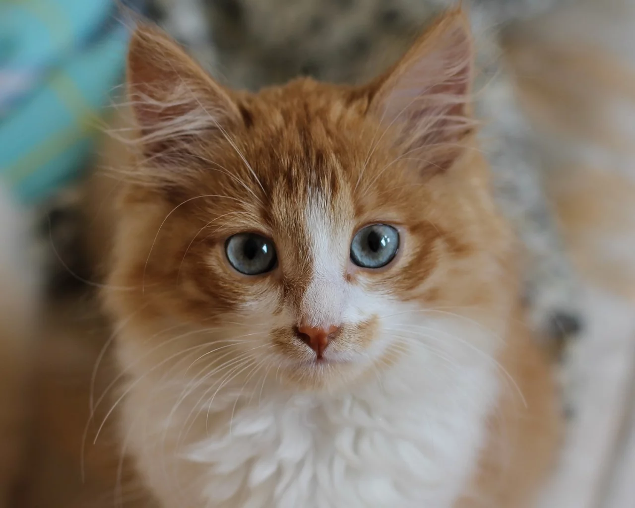 котёнок