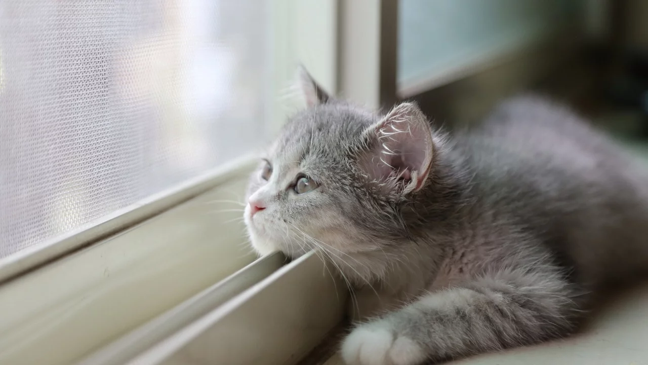 кот
