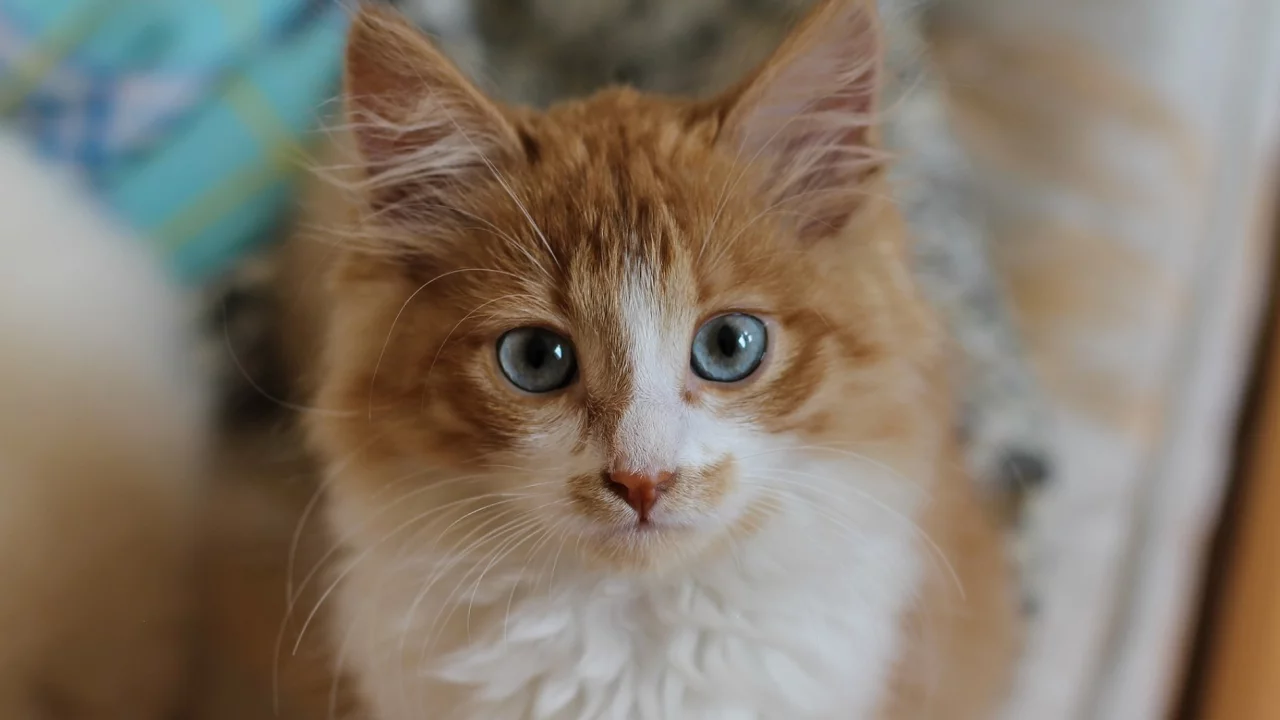 котёнок