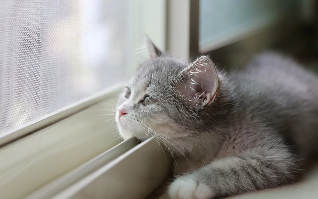 кот