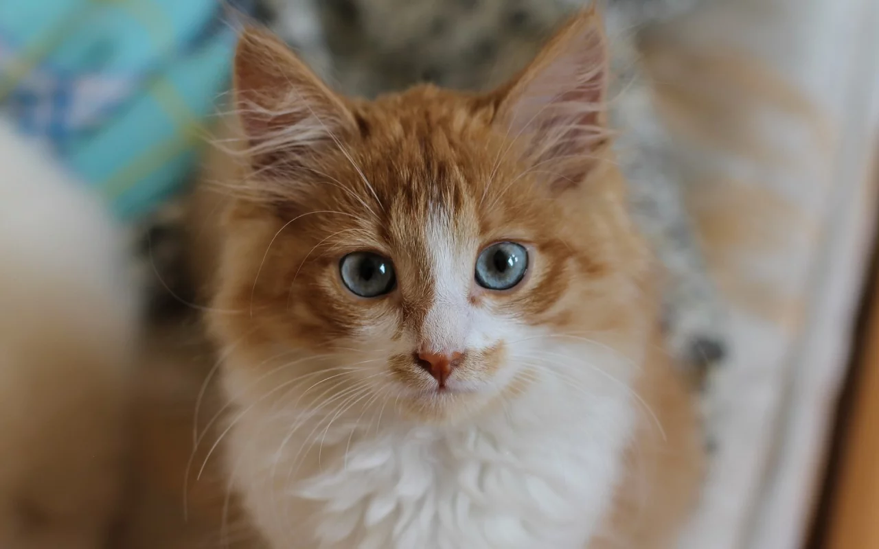 котёнок