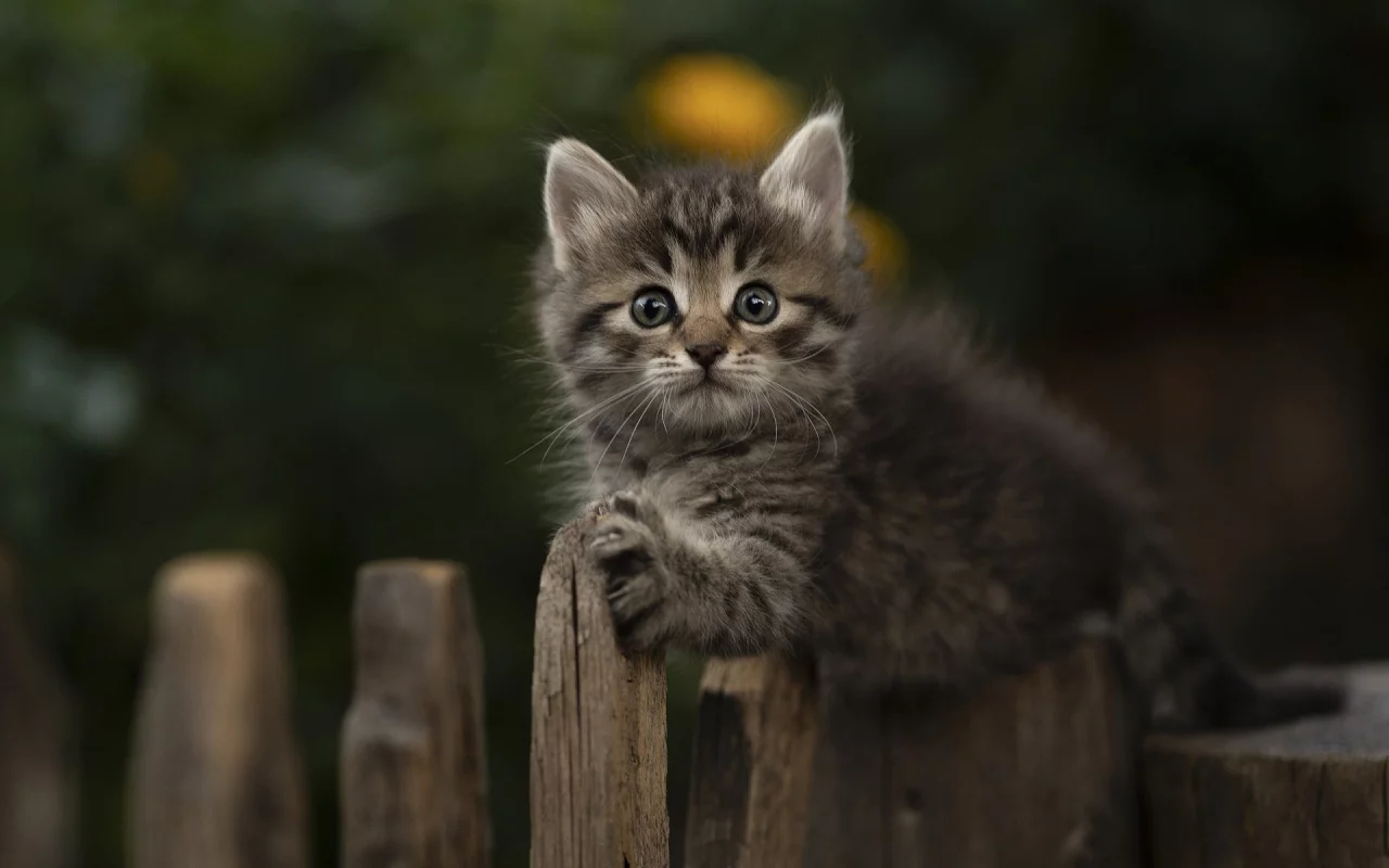 животное