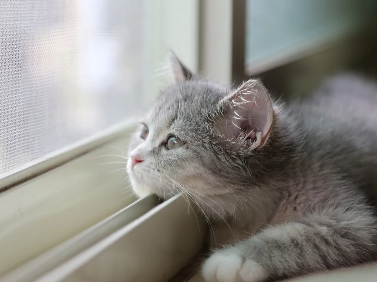 кот