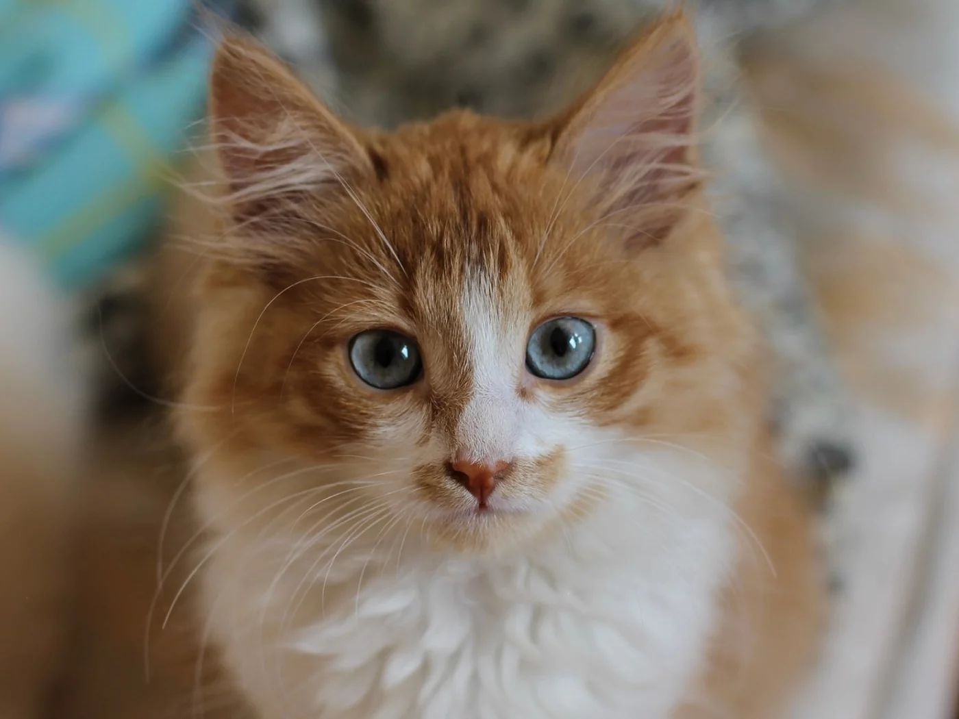 котёнок