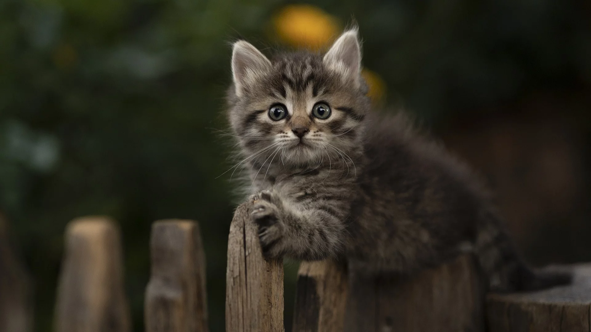 животное