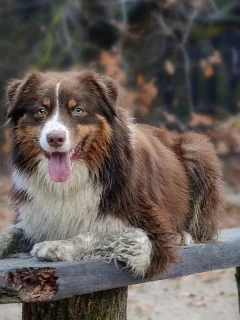 животное