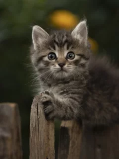 животное