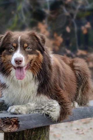 животное