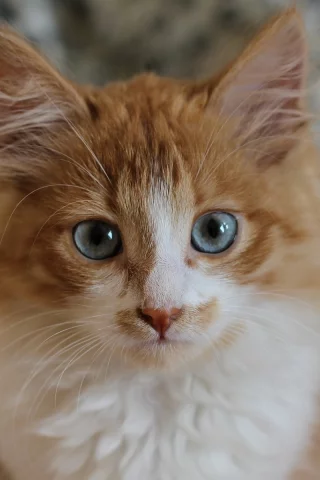 котёнок