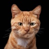 <br /><b>Notice</b>: Undefined index: username in <b>/sites/fonstola.ru/theme/component/user/header.php</b> on line <b>9</b><br />